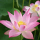 lotus joyful baby