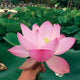 Lotus Pink-a-licious