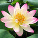 Lotus Princess Abby of Ten-Mile Creek