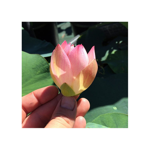 Pale pink flower bud of the lotus Princess Abby of Ten-Mile Creek, held in the hand before opening