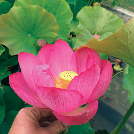 lotus qinglinghonlian