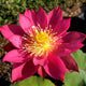 Lotus Red Light 15