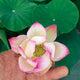Lotus Sing Birdy Sing