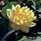 Lotus Ying Ying