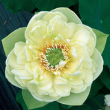 Gefüllte weiß-grüne Blüte des Lotus Yu Tang Jin Ma, goldene Staubblätter um einen leuchtend grünen Blütenboden