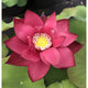 Lotus Zhong Guo Hong Beijing