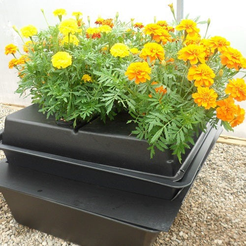 Amazon en culture, plants fleuris sortant du couvercle