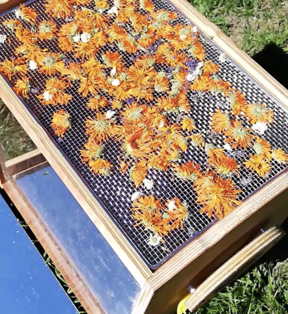 Récolte de légumes près du séchoir solaire Omy