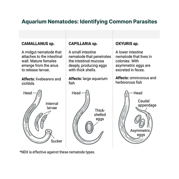 Parasites internes des poissons d'aquarium : nématodes Camallanus, Capillaria et Oxyuris