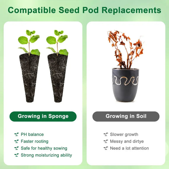 Pods semis hydroponique — étapes trempage, semis, levée et repiquage en panier de plantation