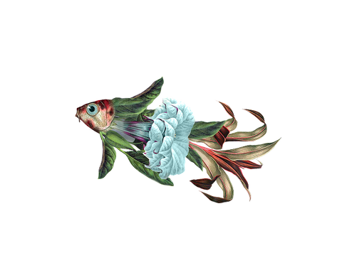 poisson-bleu