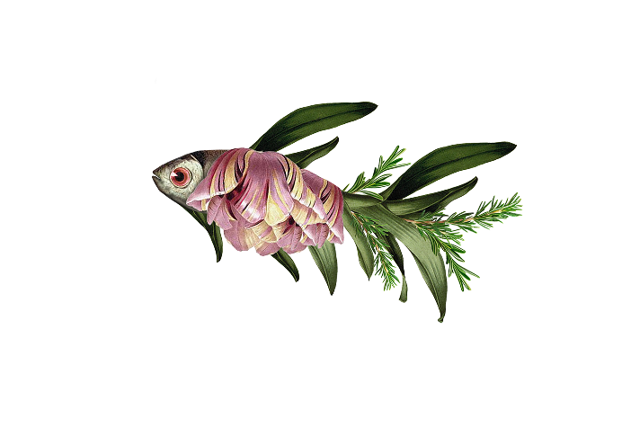 poisson-rose