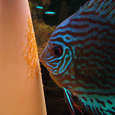 ponte discus