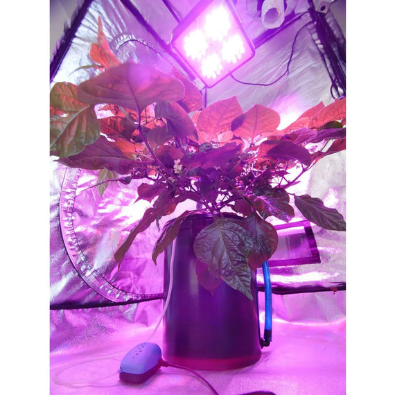 Plant de poivron en pot DWC de 19 L sous un éclairage LED violet, dans une box de culture