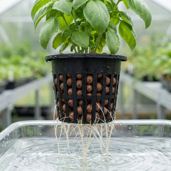 Racines de basilic sortant sous un panier de culture et plongeant dans la solution nutritive