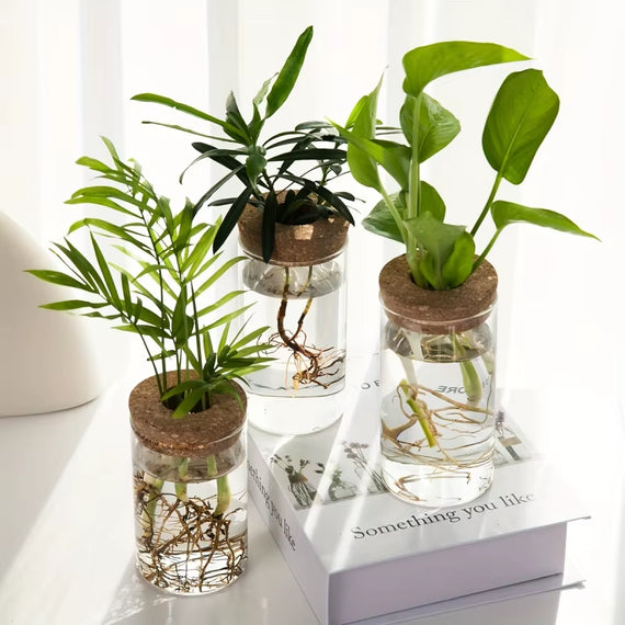 Mini vase verre soufflé hydroponie — observation du développement racinaire en eau claire