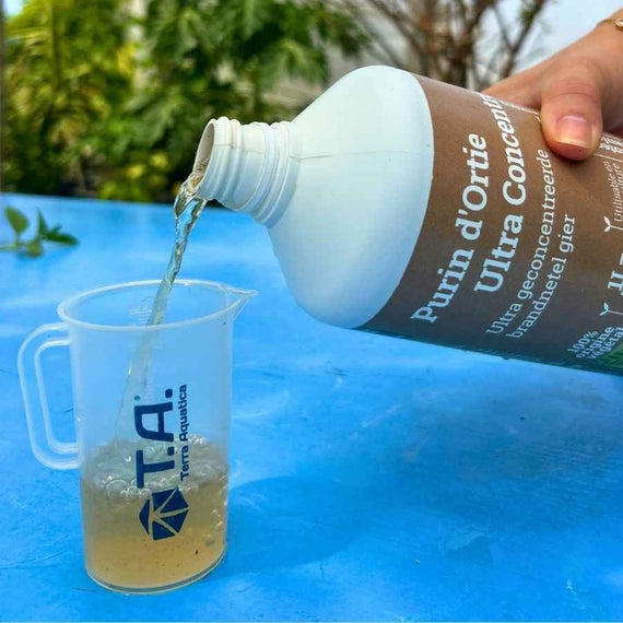 Purin d'ortie versé dans un verre doseur gradué, posé sur une table de jardin