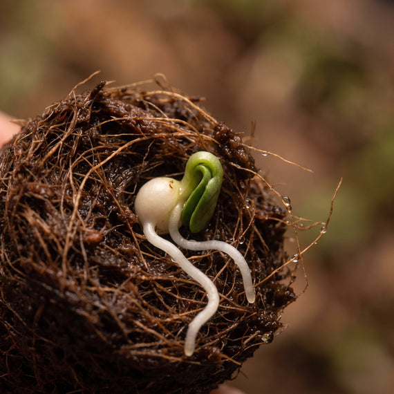Graine en cours de germination dans un godet, radicule déjà sortie du tégument