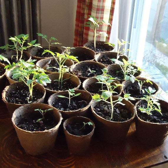 Jeunes plants de tomate en godets, au stade du repiquage, sur une table de semis