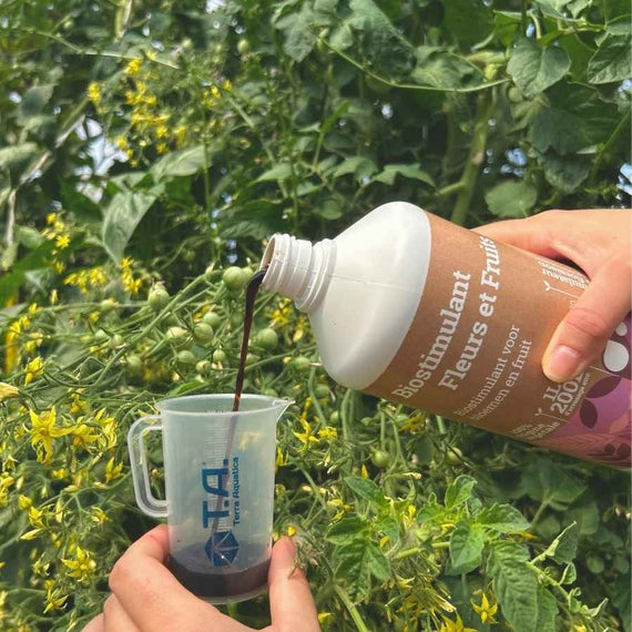Biostimulant fleurs et fruits versé dans un doseur devant des plants de tomates en fleur