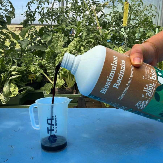Stimulateur racinaire versé dans un verre doseur, en serre, devant de jeunes plants