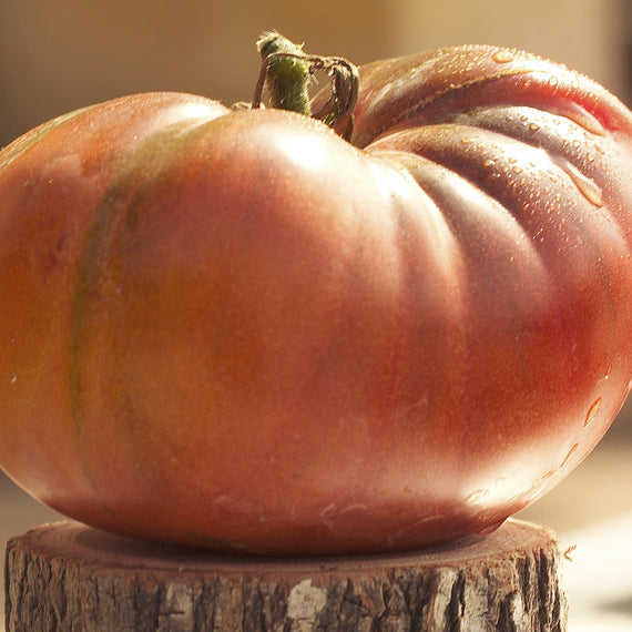 Tomate Noire de Crimée à pleine maturité posée sur un rondin, dégradé du vert au pourpre sur les épaules