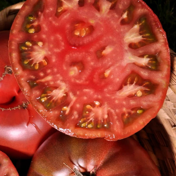 Schwarze Krim Tomatensamen