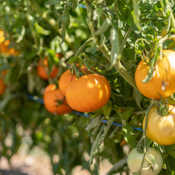 tomate