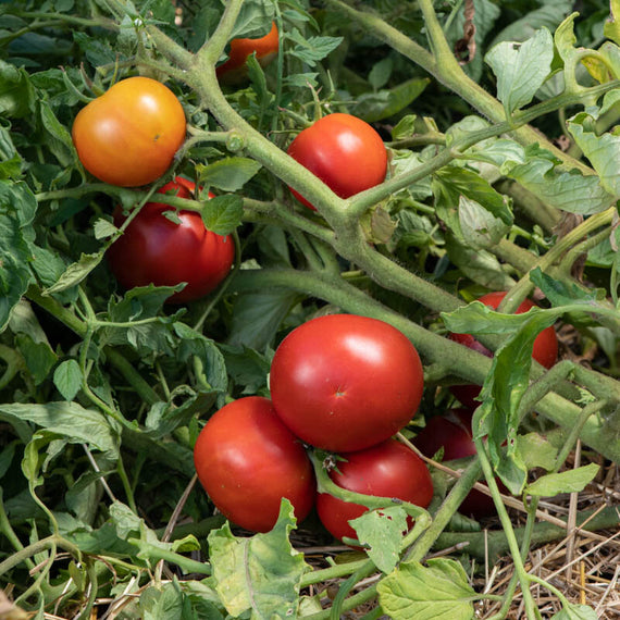 tomates rouges jupiter