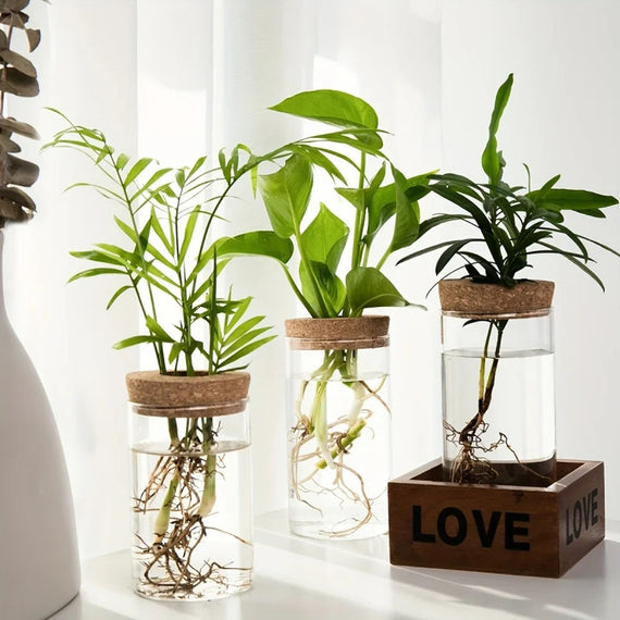 Three glass jars with cork stoppers holding rooted cuttings, grouped on a shelf near a window