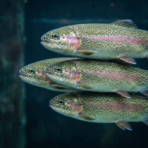 Truites arc-en-ciel en eau fraîche et claire, espèce qui évite tout chauffage en aquaponie