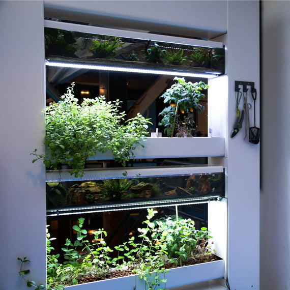 Détail du Baromate : bacs de culture éclairés en bandeau et aquariums qui alimentent les plantes