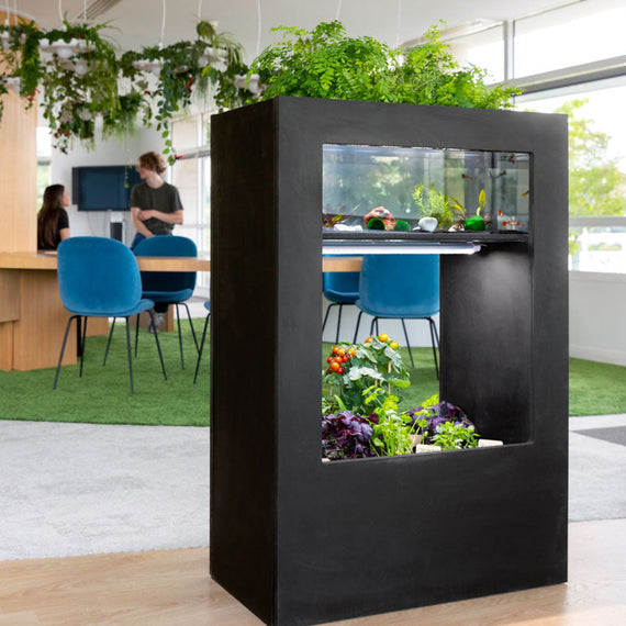 Petit Baromate noir vu de face dans un espace de travail, aquarium au-dessus et bac de culture en dessous