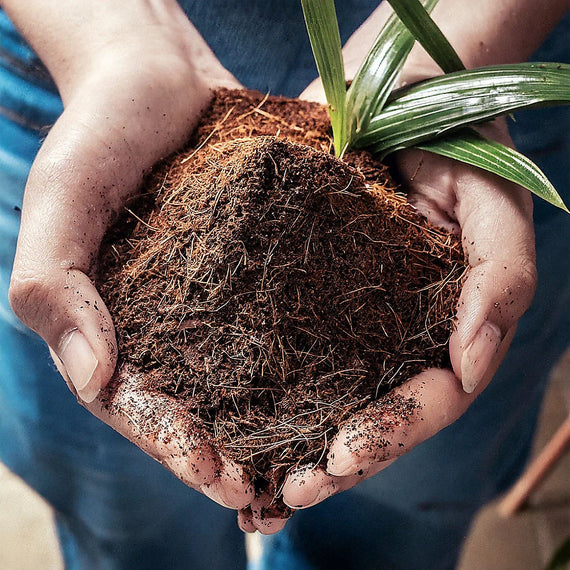 Fibre de coco réhydratée tenue à pleines mains, texture aérée mêlant tourbe, fibres et copeaux