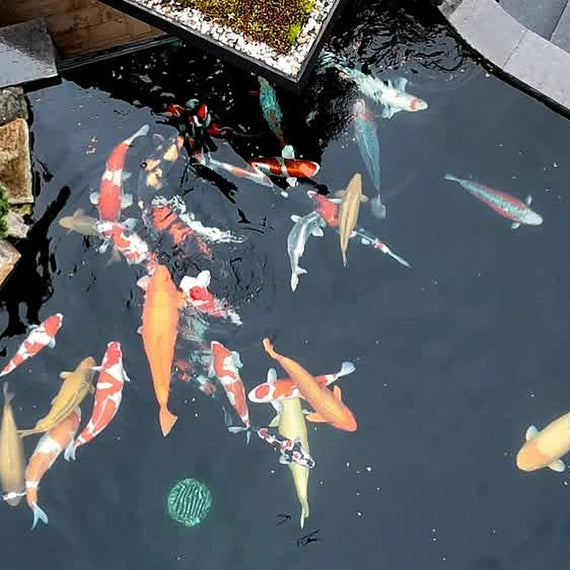 Carpes koï remontées en surface dans un bassin de jardin au moment de la distribution