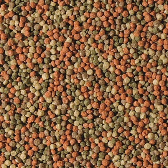 Vue rapprochée de granulés flottants pour poissons de bassin