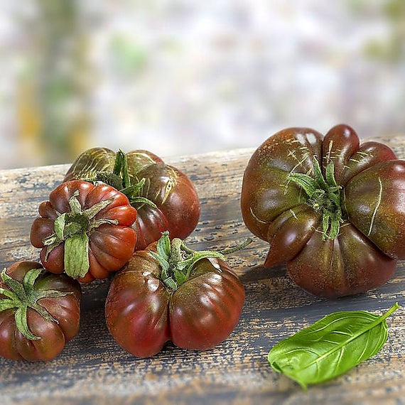 Plusieurs tomates Noire de Crimée récoltées, calibres et formes côtelées variables d'un fruit à l'autre