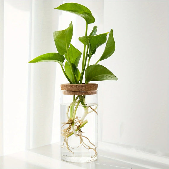 6.5 x 10 cm glass vase with a pierced cork stopper, pothos cutting rooted in clear water
