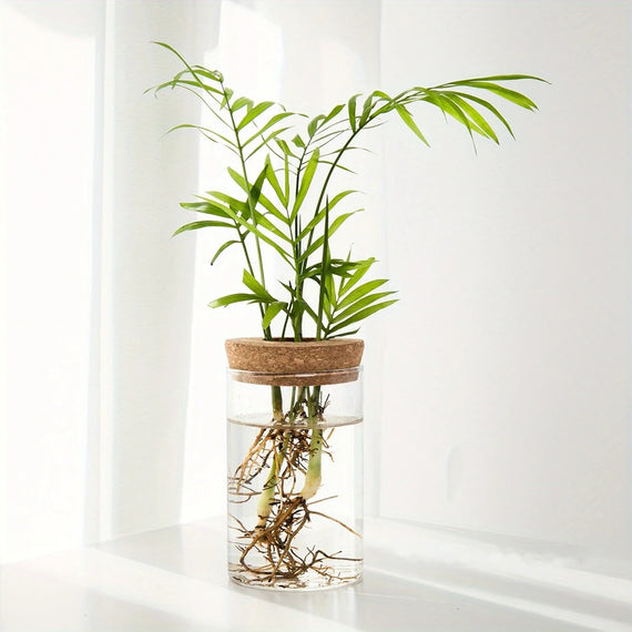 6.5 x 12 cm glass vase with a pierced cork stopper, young indoor palm and roots visible in the water